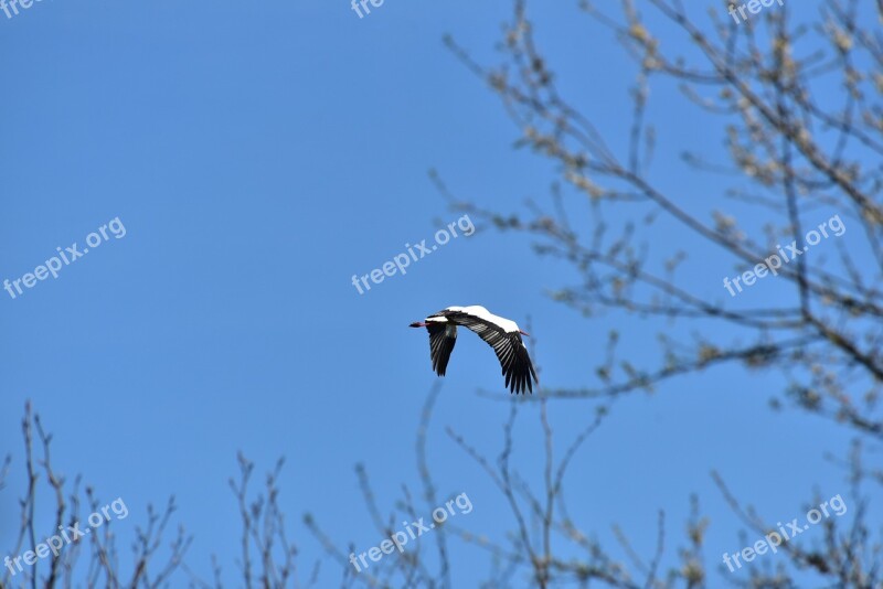 Stork Sky Flying Black White Bill