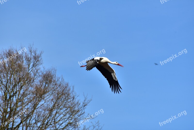 Stork Sky Flying Black White Bill