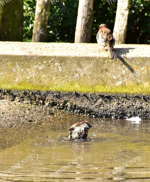 House Sparrow Sparrow Water Swim Bird