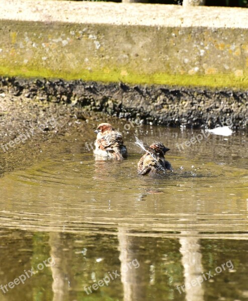 House Sparrow Sparrow Bird Sperling Animal