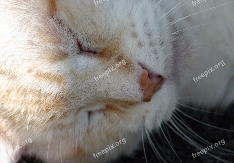 Cat Pet Domestic Feline Sleeping