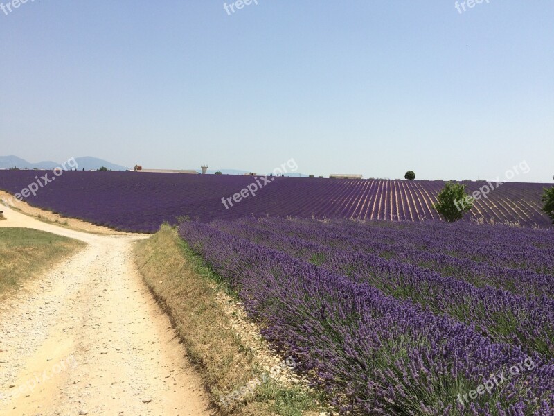 Lavender Drive Nature Provence Free Photos