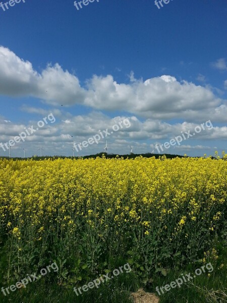 Field Of Rapeseeds Plant Yellow Summer Free Photos