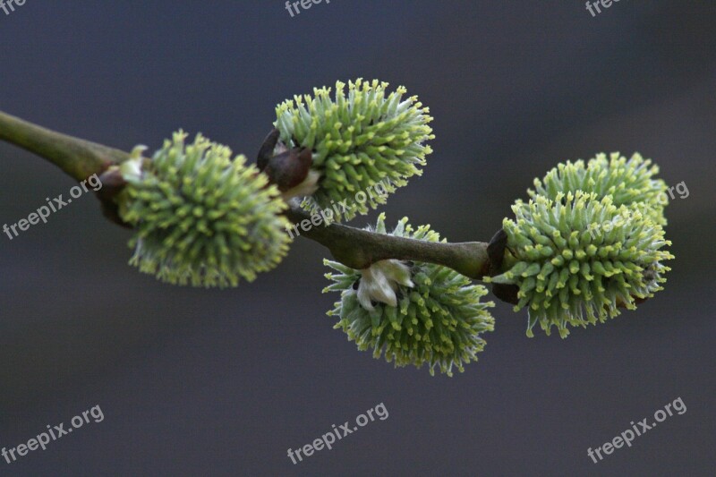 Young Branch Engine Young Drove Spring Tree