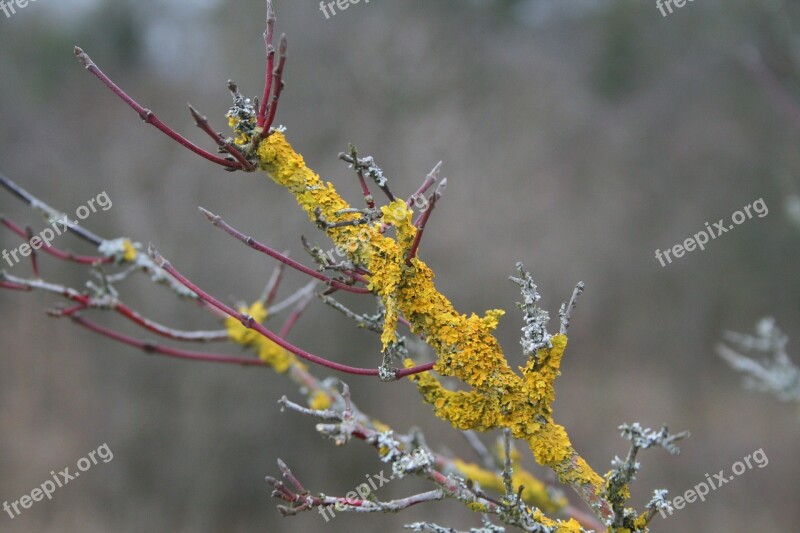 Branch Moss Yellow Spring Forest