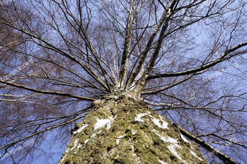 Birch Tribe Log Bark Nature