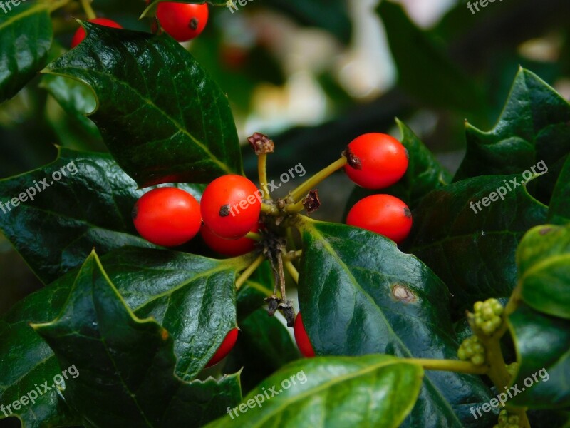 Berry Holly Flora Mountain Green