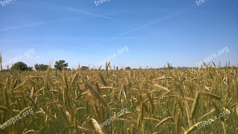 Cereals Field Nature Agriculture Wheat Field