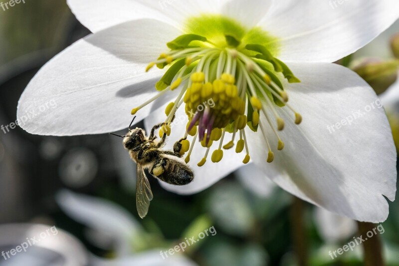 Bee Hard Working Narcissus Flower Honey