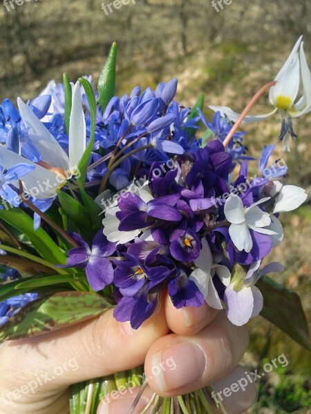 Spring Blue Flower Field Green