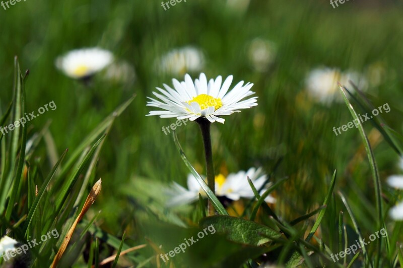 Daisy Flower White Spring Plant