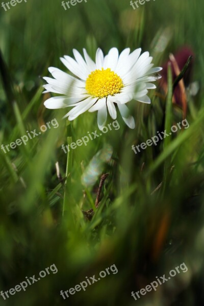 Daisy Flower Flower Meadow White Plant