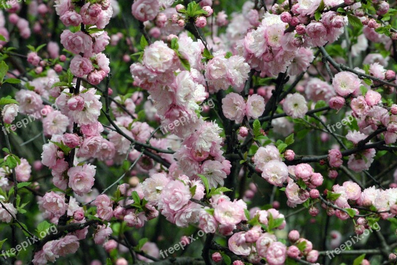 Flower Shrub Spring Wedding Pinks