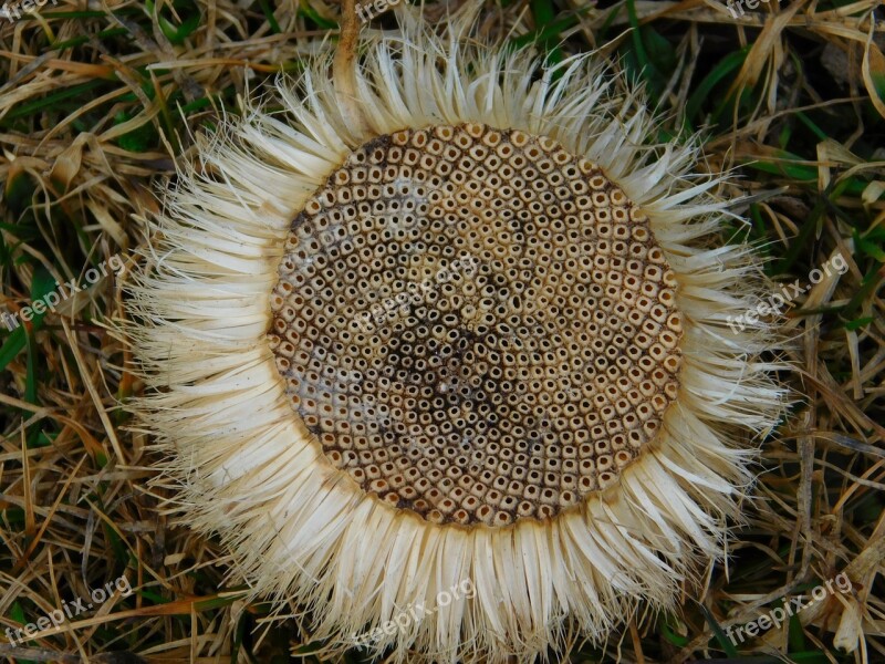 Flower Plant Nature Botany Wildflowers