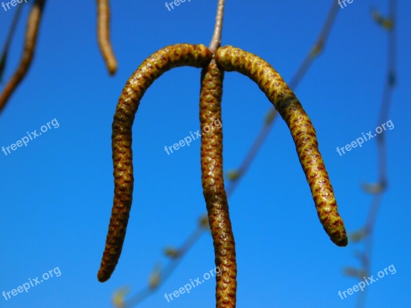 Willow Weeping Willow Flora Mountain Plant