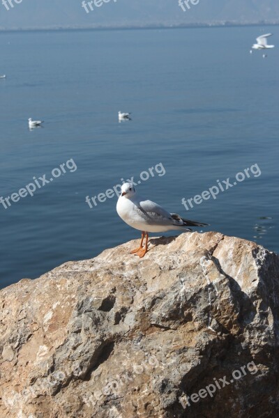 Seagull Erhai Lake Stone Free Photos