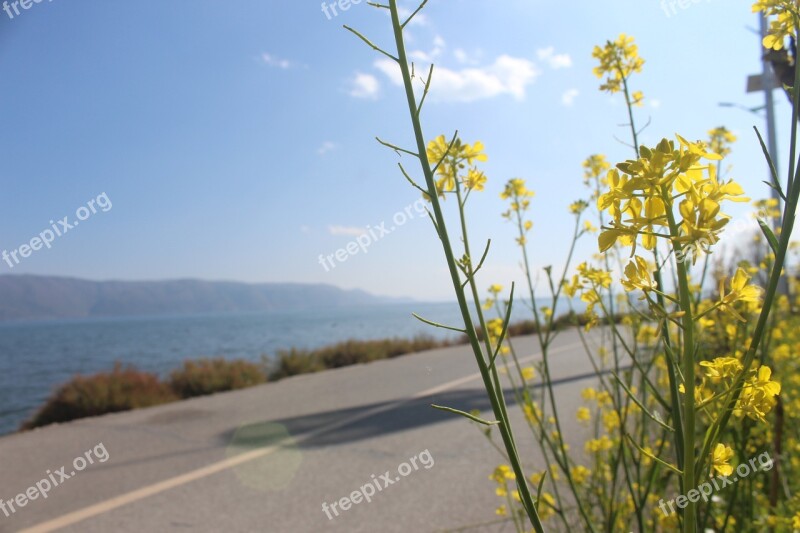 Rape Highway Erhai Lake Blue Sky Free Photos