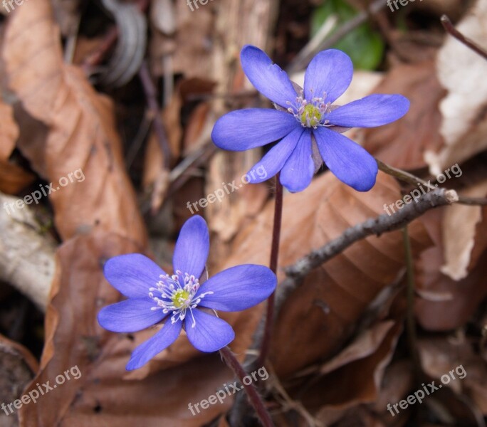 Nature Flowers Hepatica Blue Free Photos