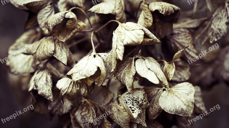 Hydrangea Withers Plant Nature Dry