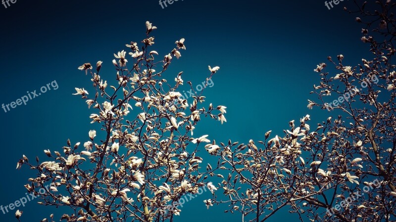 Magnolia Magnolia Tree Spring Star Magnolia Blossom