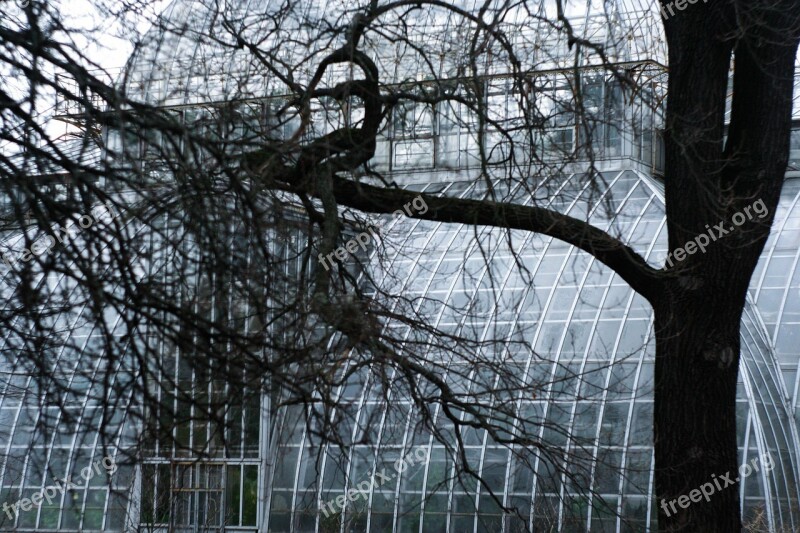 Tree Botanical Garden Structure Window Greenhouse