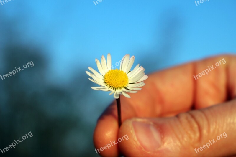 Margaret Loves Me Or Loves Me Not Hand Holding Out A Flower Give A Flower Delicate