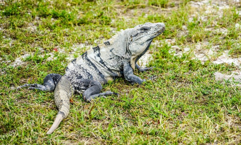 Iguana Lizard Reptile Animal Wildlife