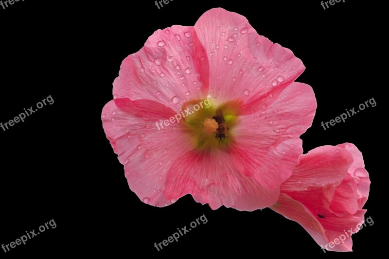 Mallow Blossom Bloom Pink Mallow Flower