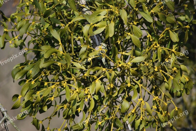 Mistletoe Plant Free Photos