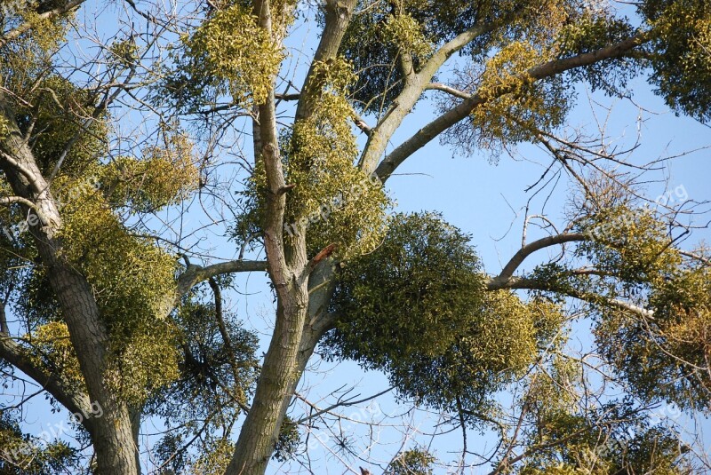 Mistletoe Tree Ecology Forest Nature