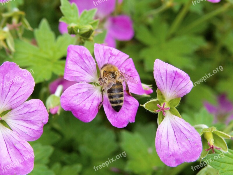 Pink Blossom Bloom Plant Flower