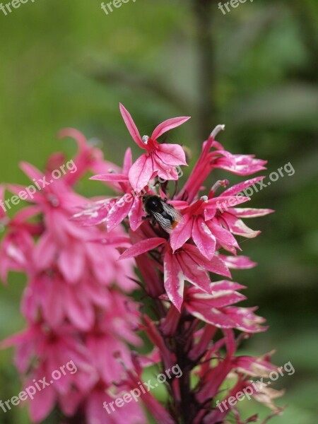 Flower Panicle Pink Blossom Bloom