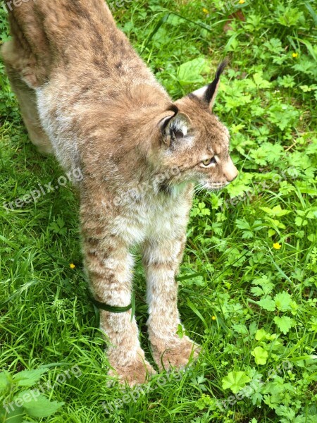 Lynx Wild Animal Wildcat Big Cat Mammals