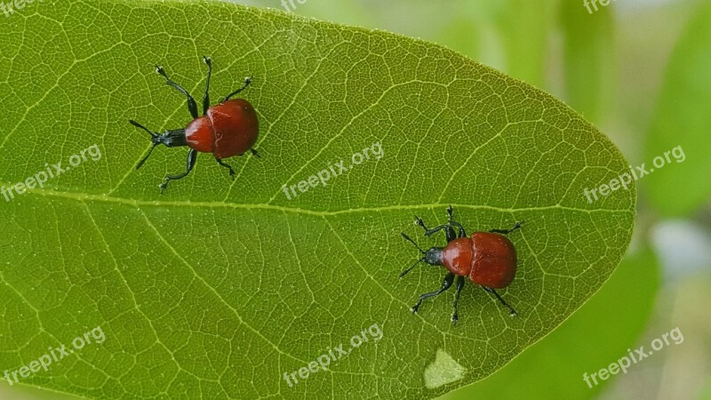 Weevils Bugs Beetles Leaf-rolling Weevils Insects