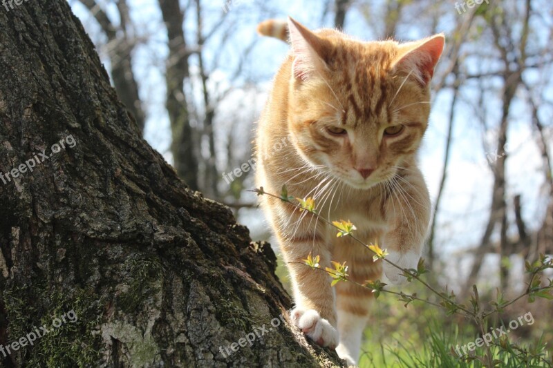 Cat Flower Kitten Sunny Cute