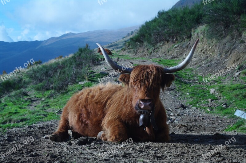 Highland Beef Ticino Nature Concretely Tierhaltung Welfare Free Photos