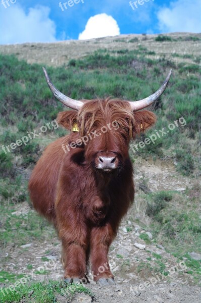 Highland Beef Ticino Nature Concretely Tierhaltung Welfare Free Photos