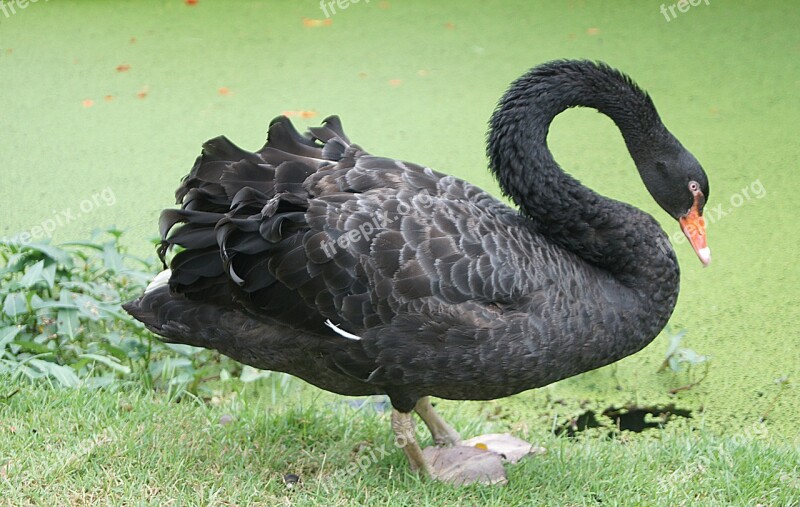 Black Swan Cygnus New Kuroshio Free Photos