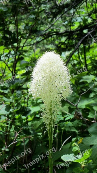 Beargrass White Flower Wild Flower Flower White