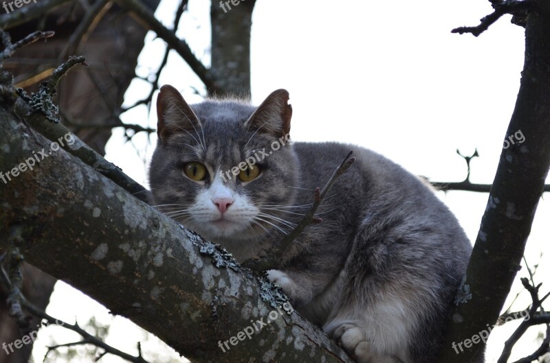 Cat Cat On A Tree Branch Tree Eyes