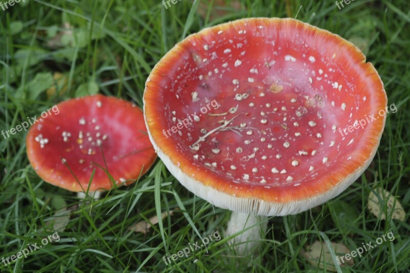 Fly Agaric Mushrooms Red Free Photos