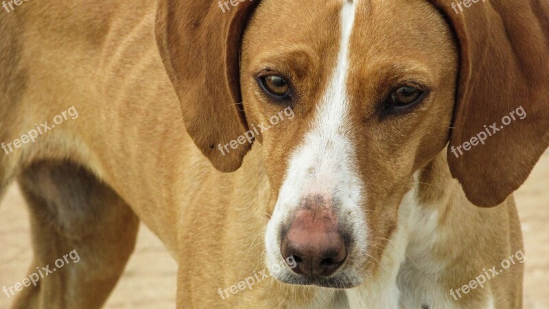 Dog Vizla Brown Stray Looking