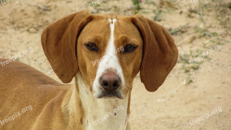 Dog Vizla Brown Stray Alert