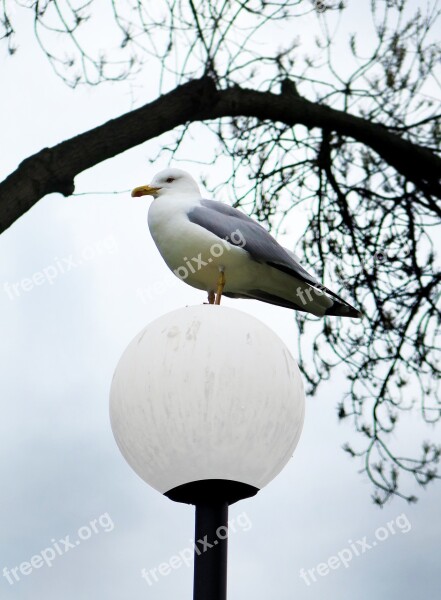 Seagull Bird Nature Sea White