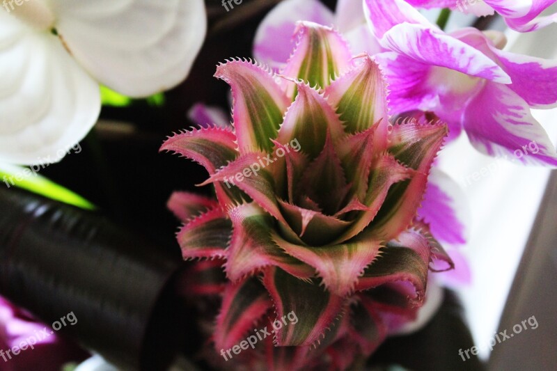 Floral Composition Pineapple Orchid Arum Mini Pineapple