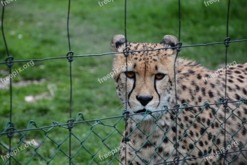 Zoo Cheetah Cat Nature Animal World