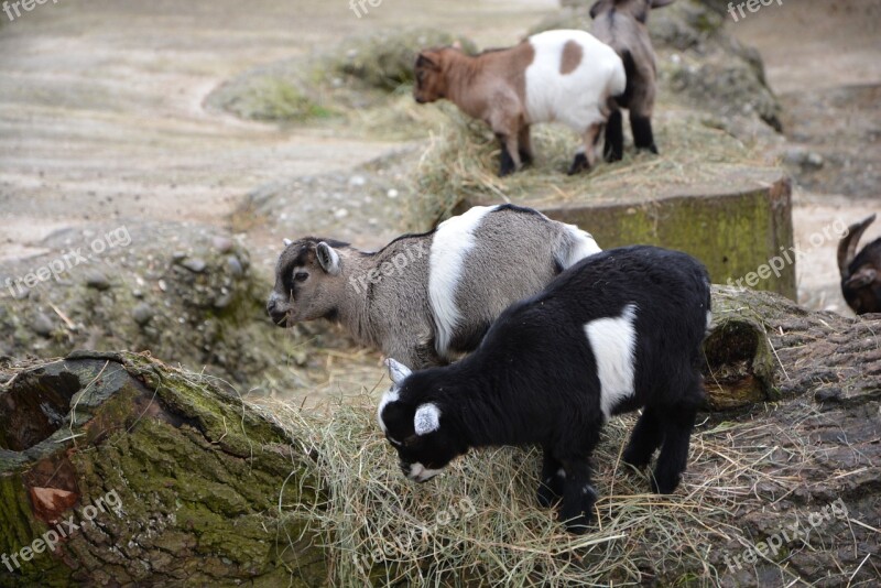 Goat Baby Animal Cute Goat Baby