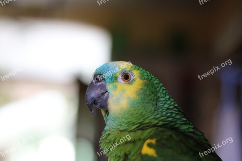 Parrot Amazon Bird Feathers Animal