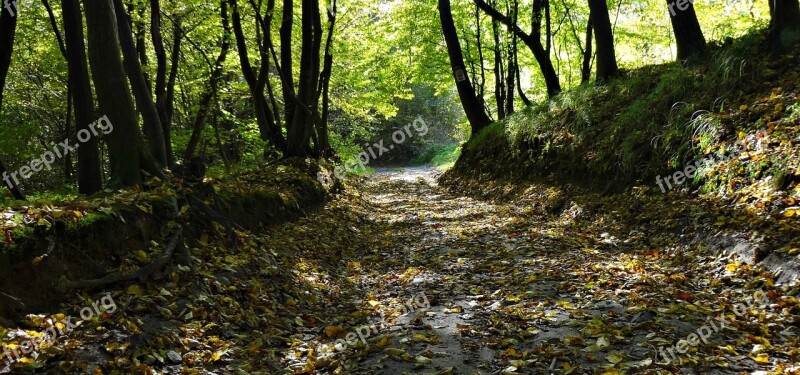 Way Forest The Road In The Forest Autumn Foliage