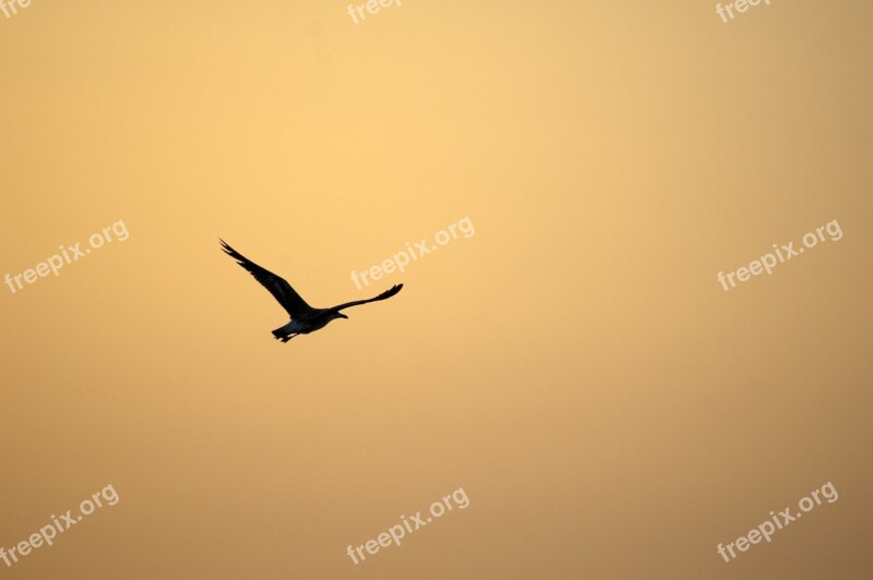 Bird Sunset Sky Light Orange